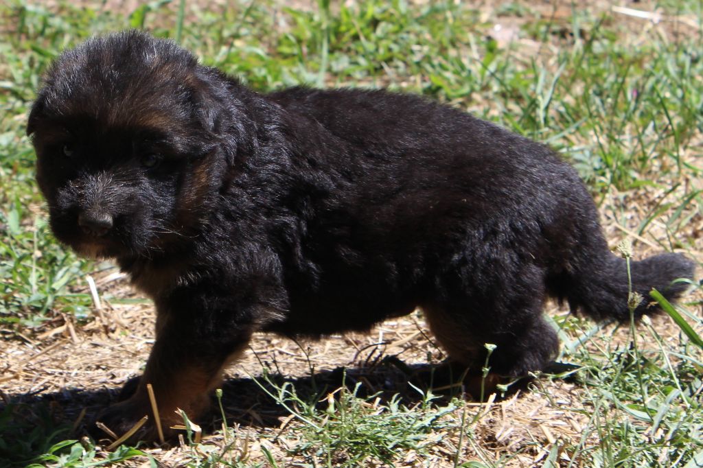 des Plaisirs D'urphibelle - Chiots disponibles - Berger Allemand Poil Long