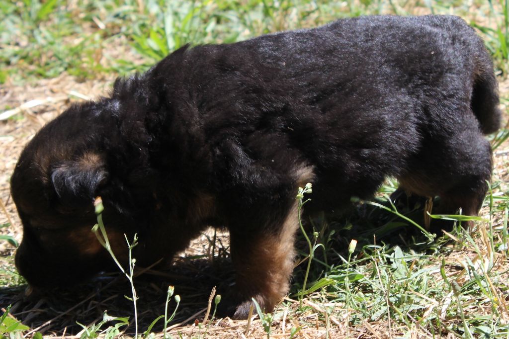 des Plaisirs D'urphibelle - Chiots disponibles - Berger Allemand Poil Long